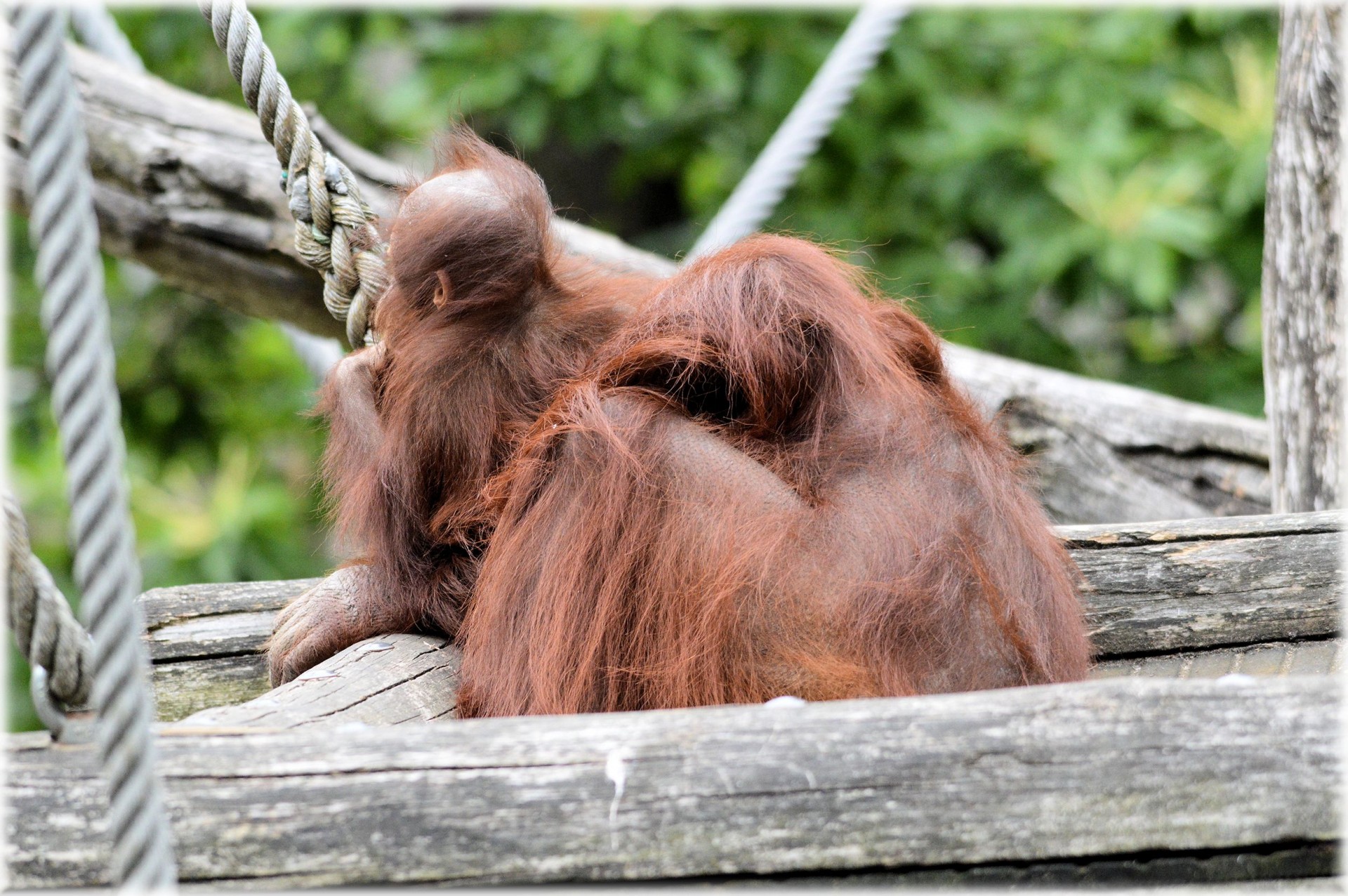 orangutan monkey baby free photo