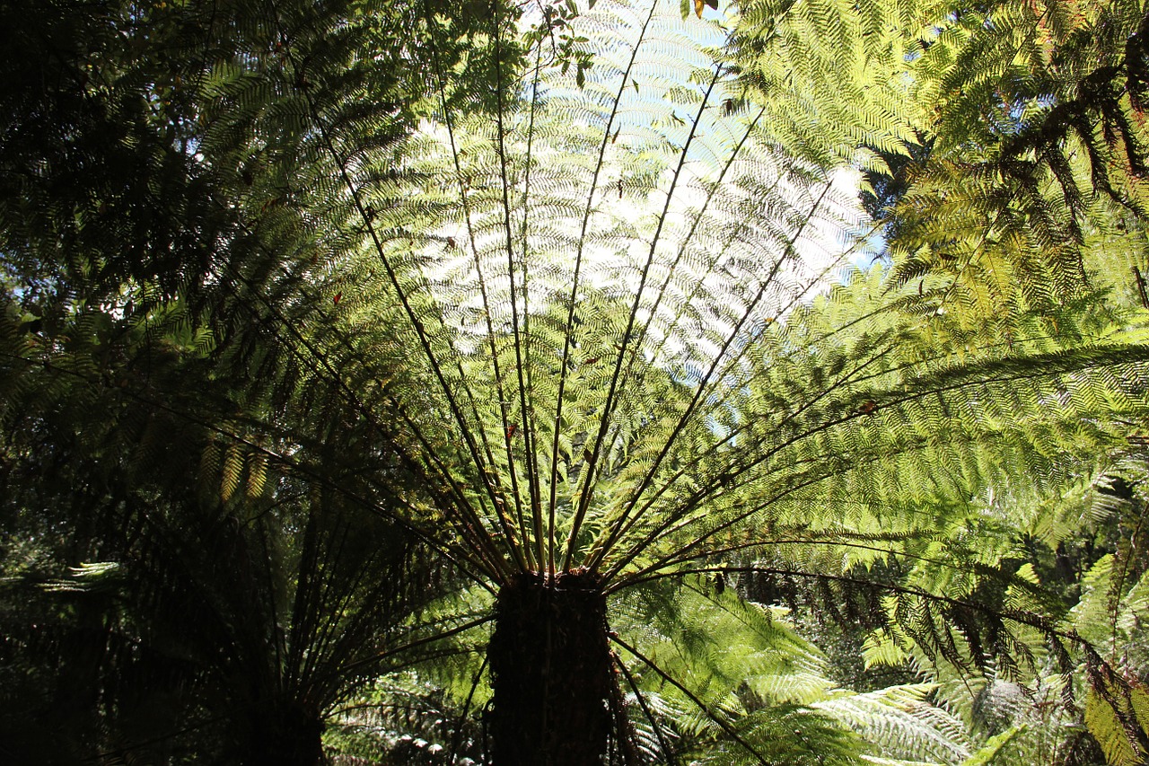 of giant fern plant free photo