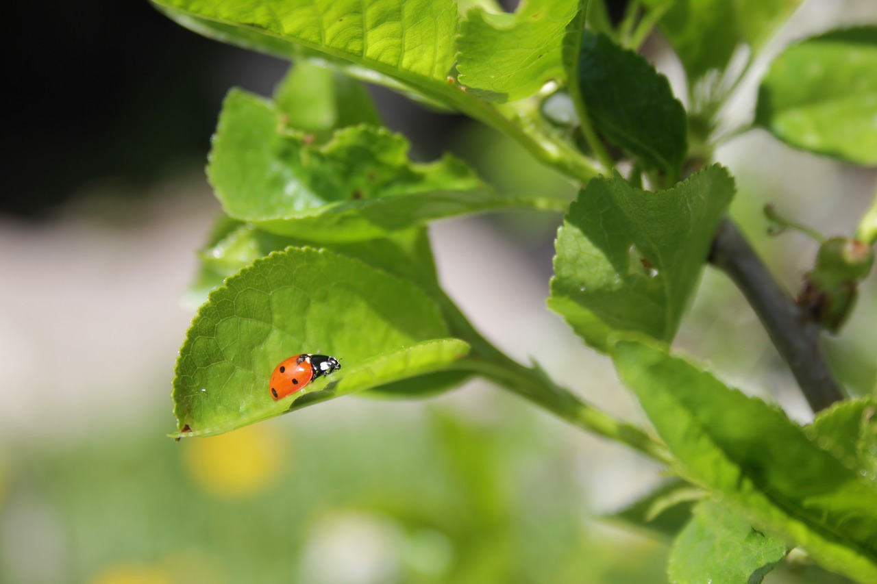 of god ladybug greens free photo