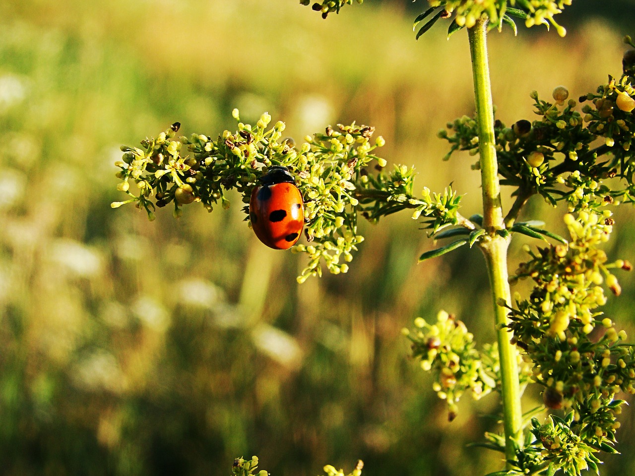 of god ladybug plant free photo