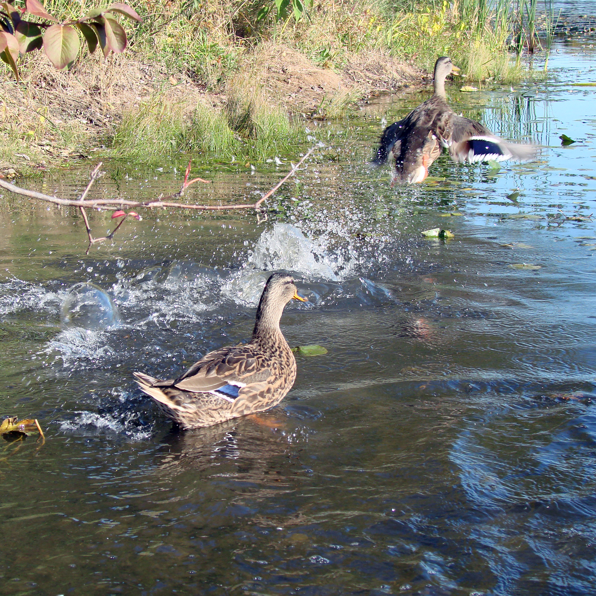 duck flying out of lake free photo