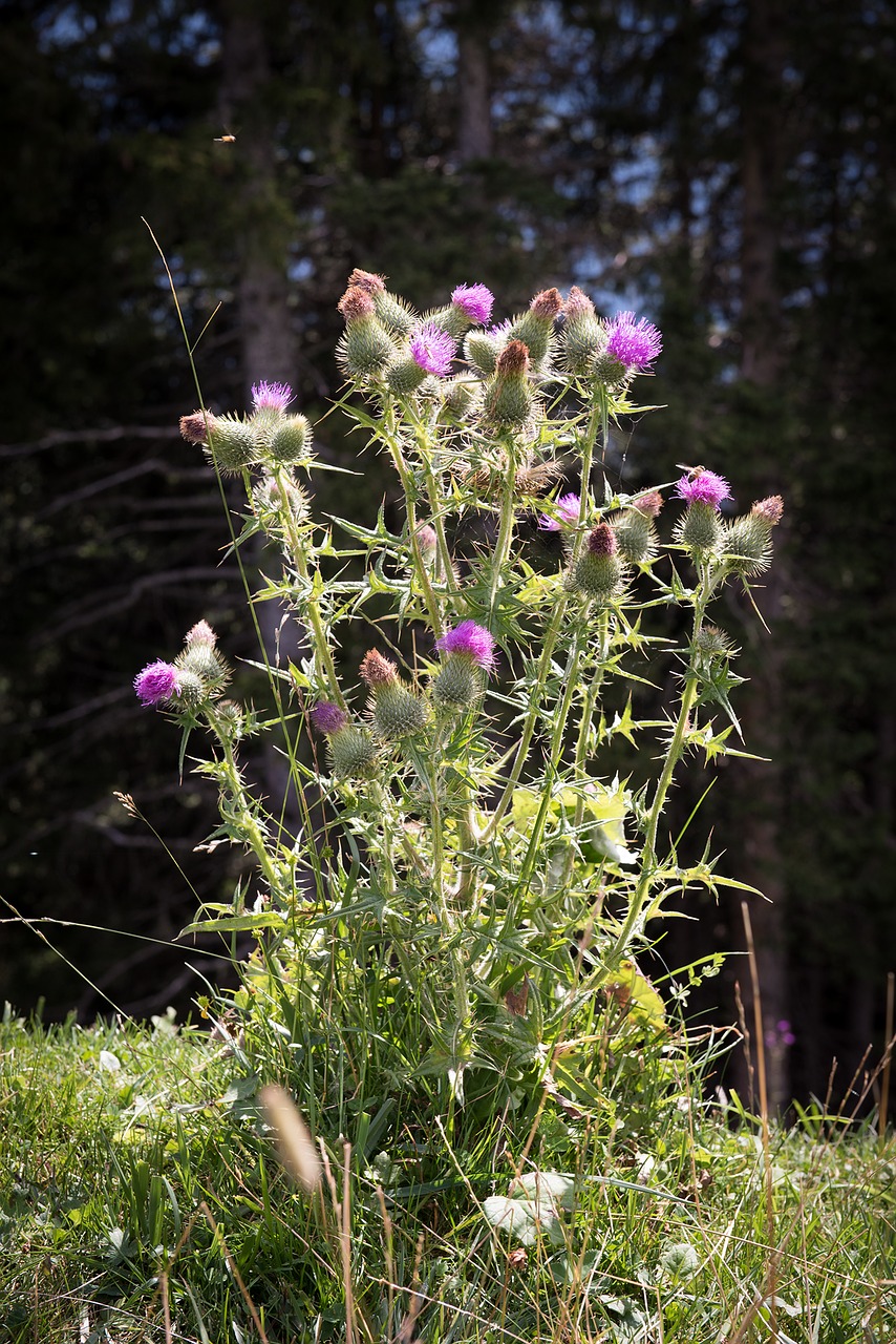 off thistle carduus acanthoides thistle free photo