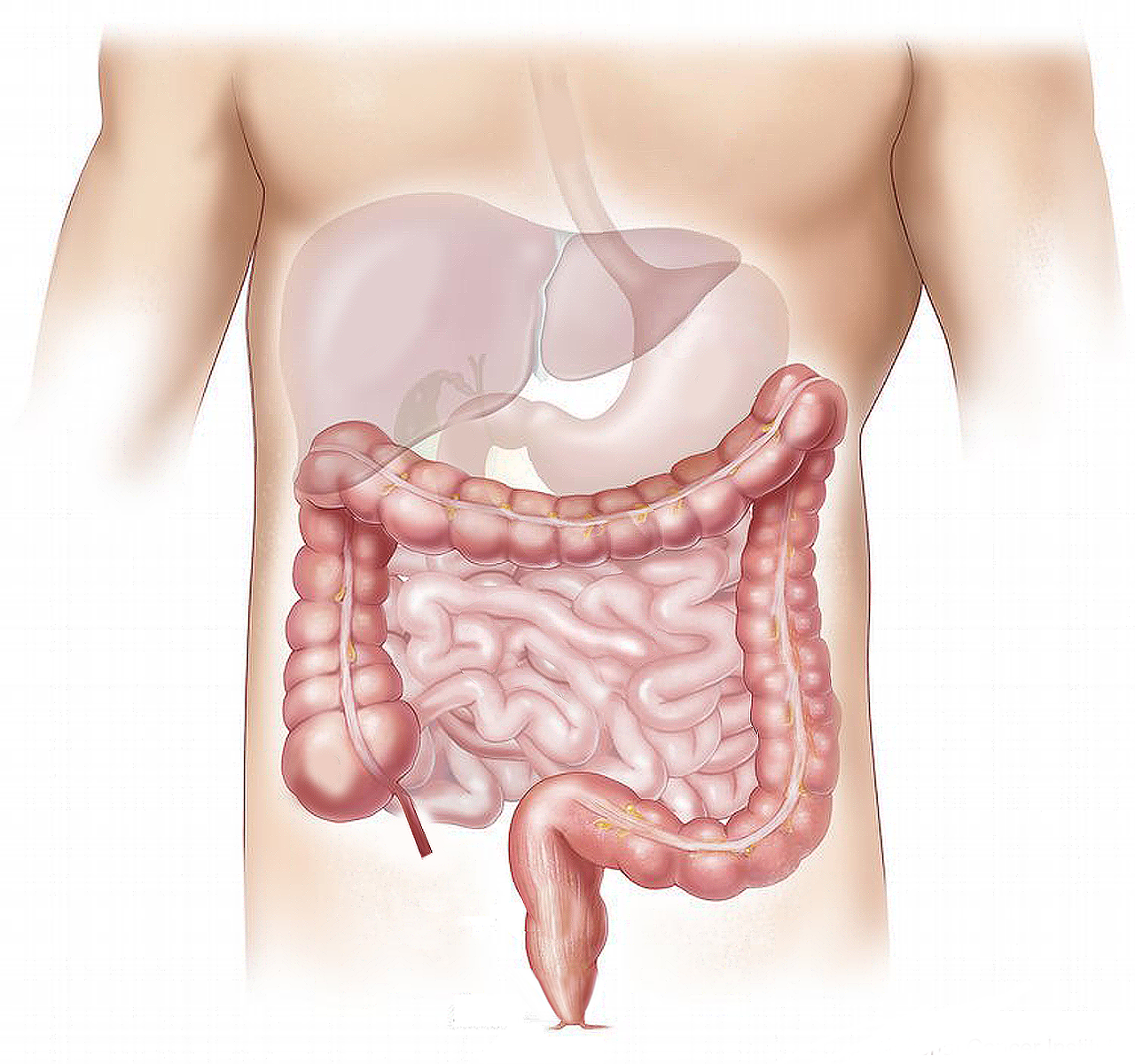 Digestive system: intestine 