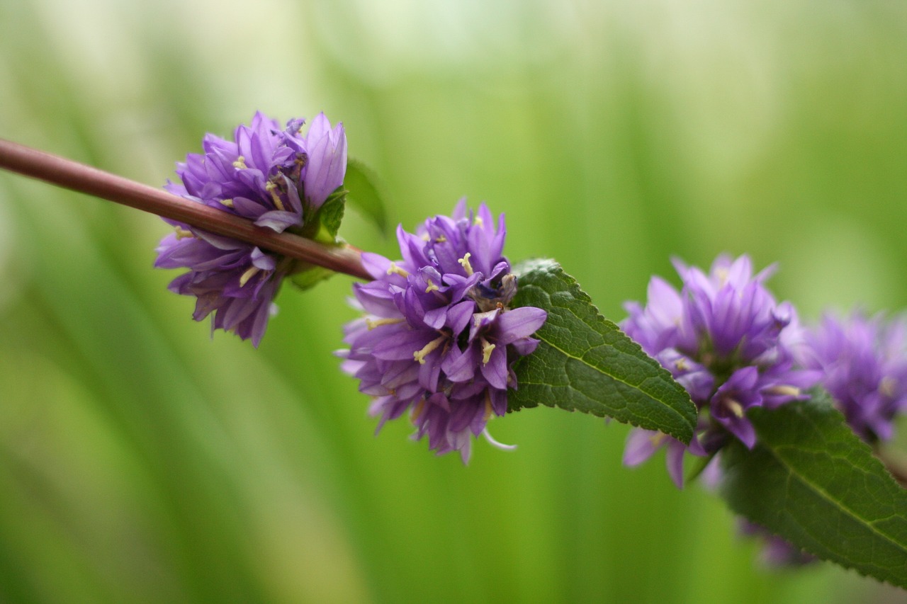 often flower bat  flowers  nature free photo