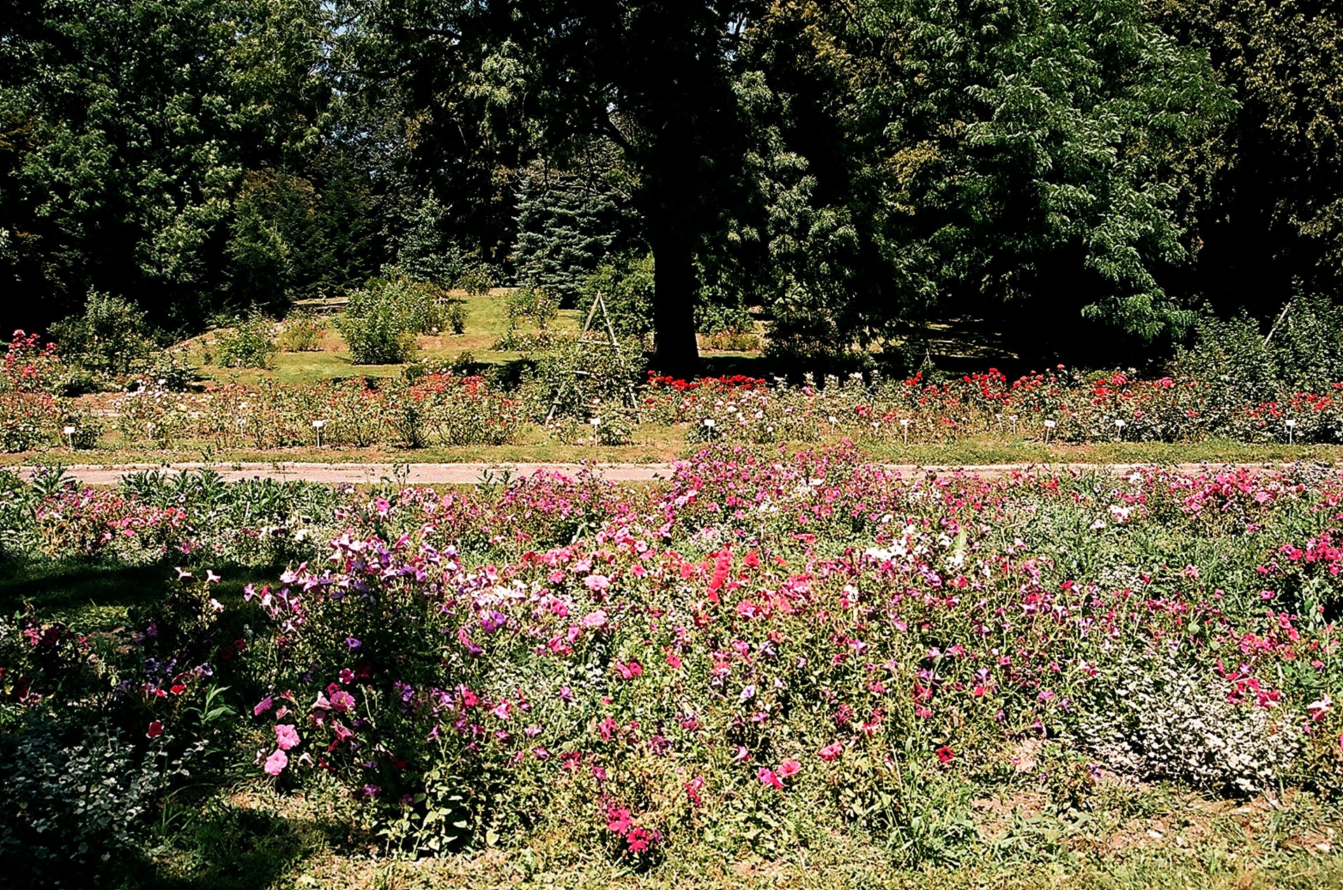 garden botanical lublin free photo