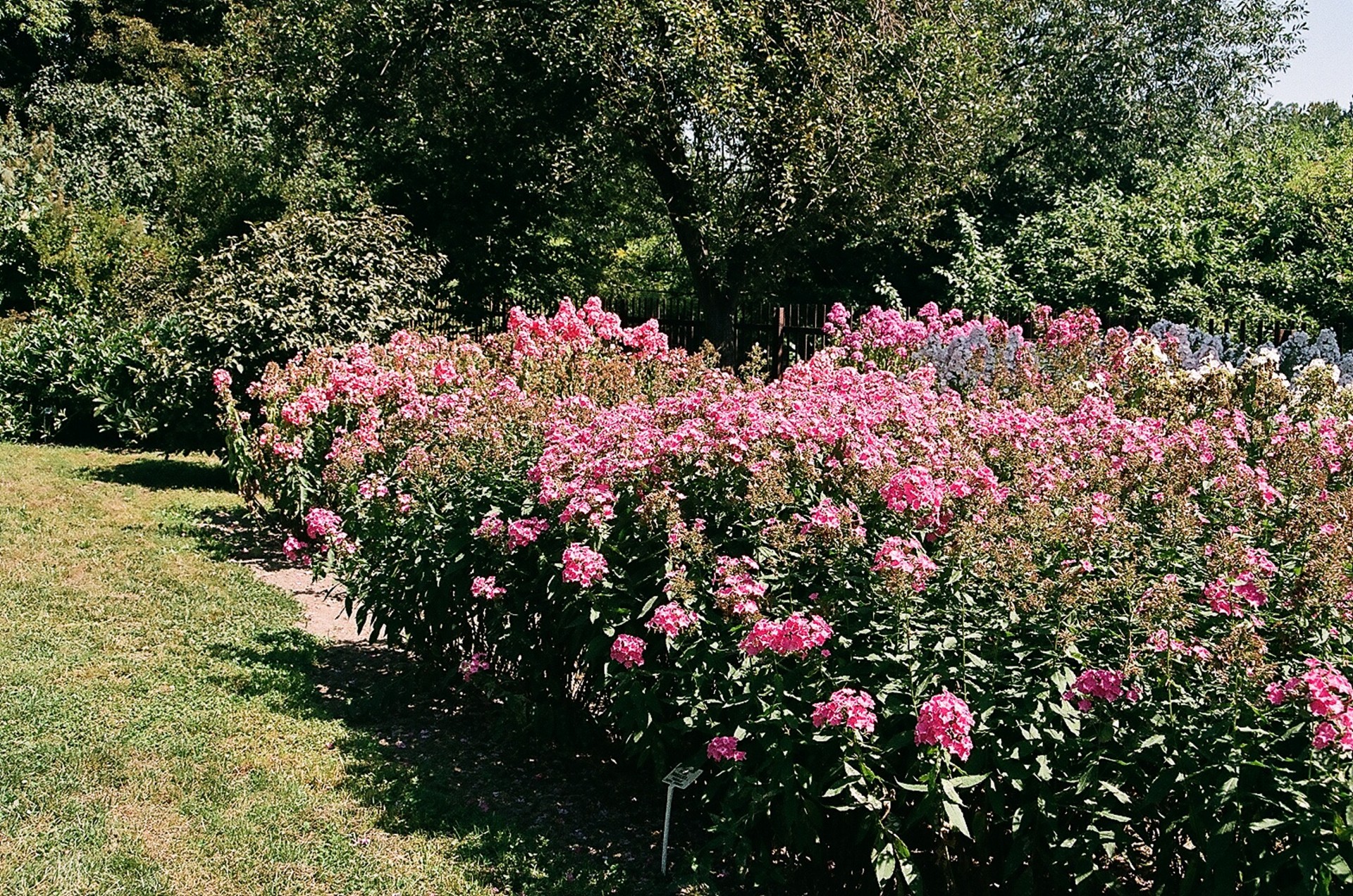 garden botanical lublin free photo