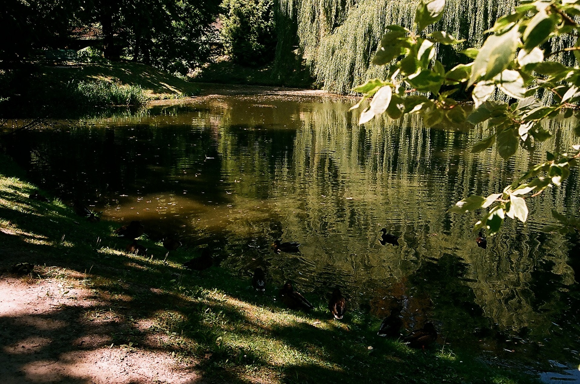 garden botanical lublin free photo