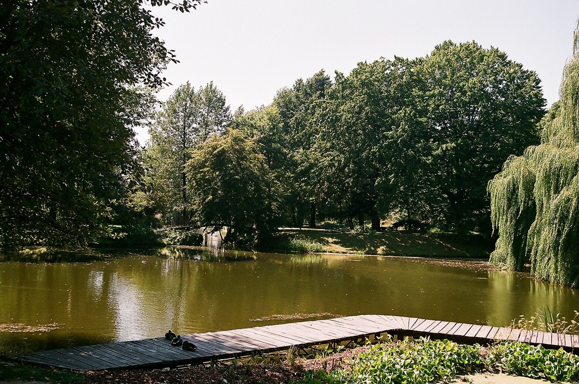 garden botanical lublin free photo