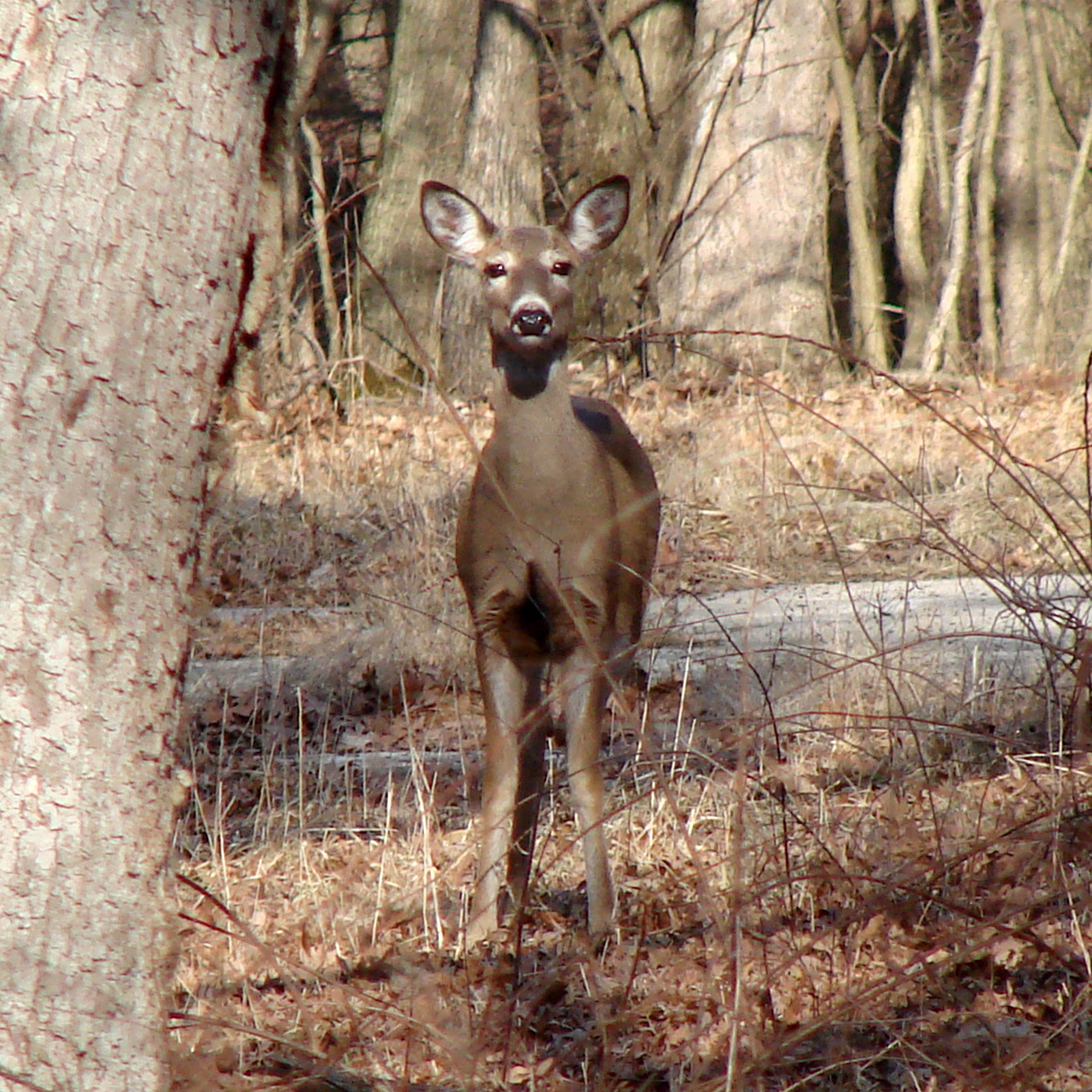 deer wood white tailed free photo