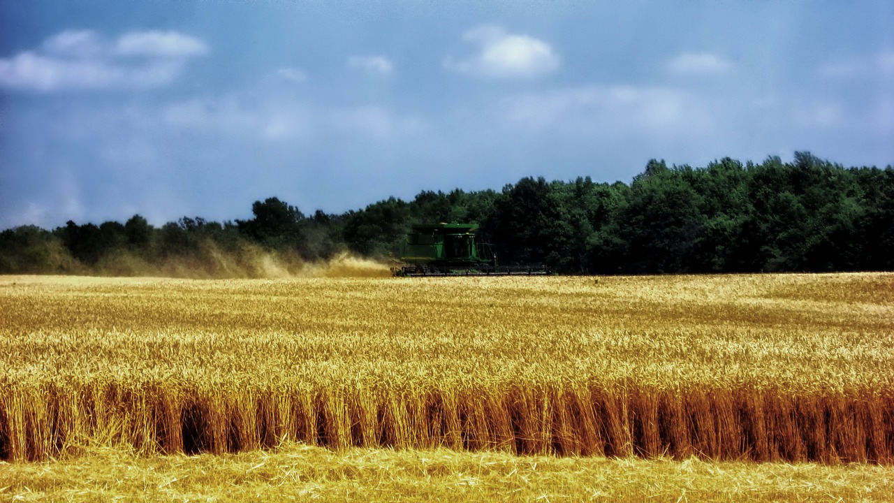 ohio wheat harvest free photo