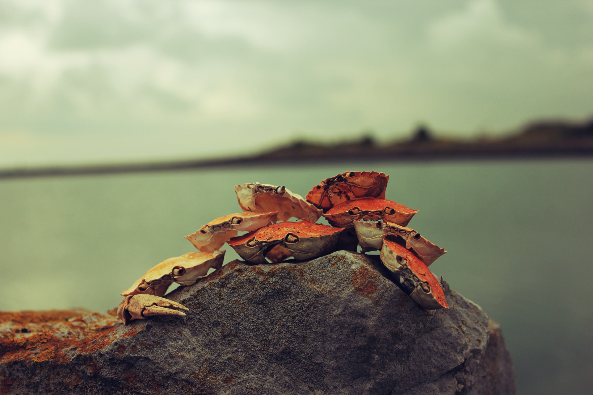 crab shell crab crab art free photo