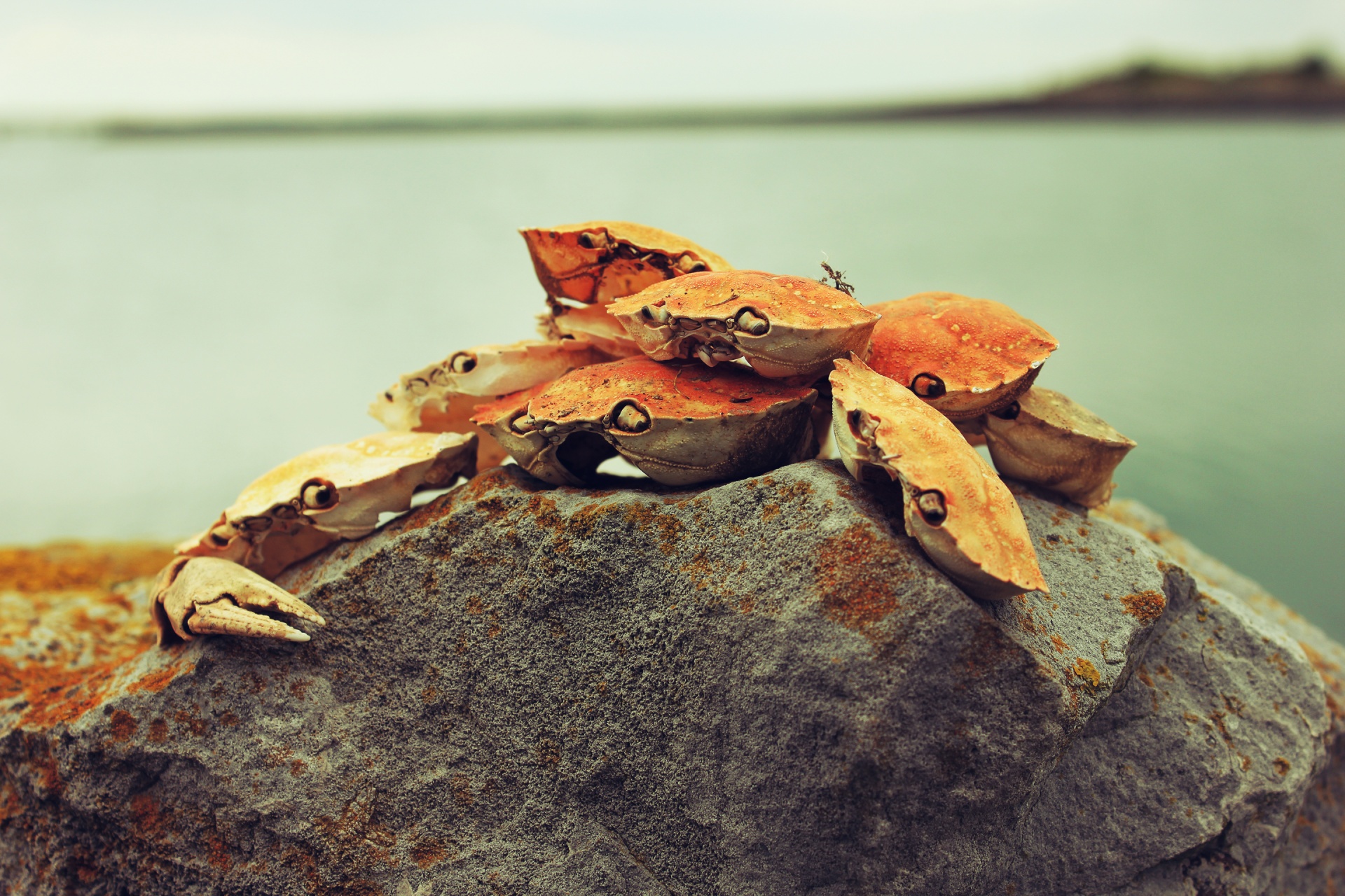 crab shell crab crab art free photo