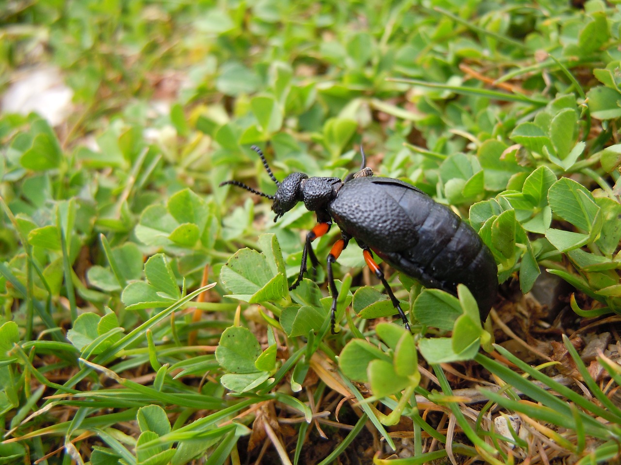 oil beetle beetle grass free photo