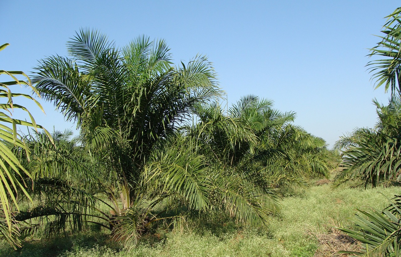 oil palm tree plantation free photo