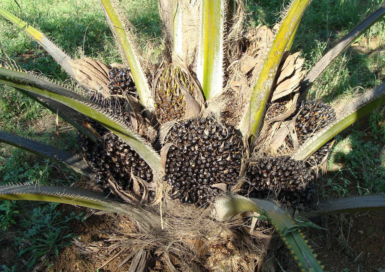 oil palm fruit bunch tree free photo