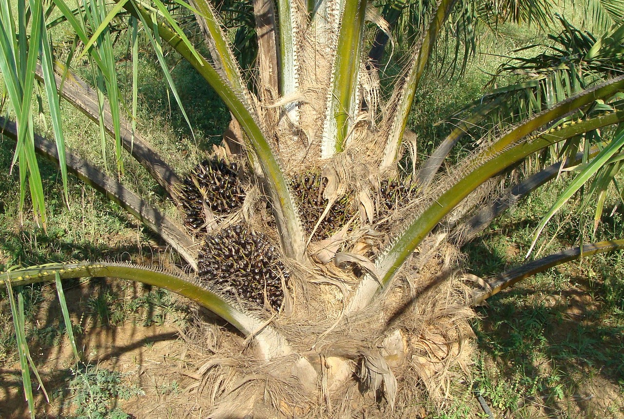 oil palm fruit bunch tree free photo