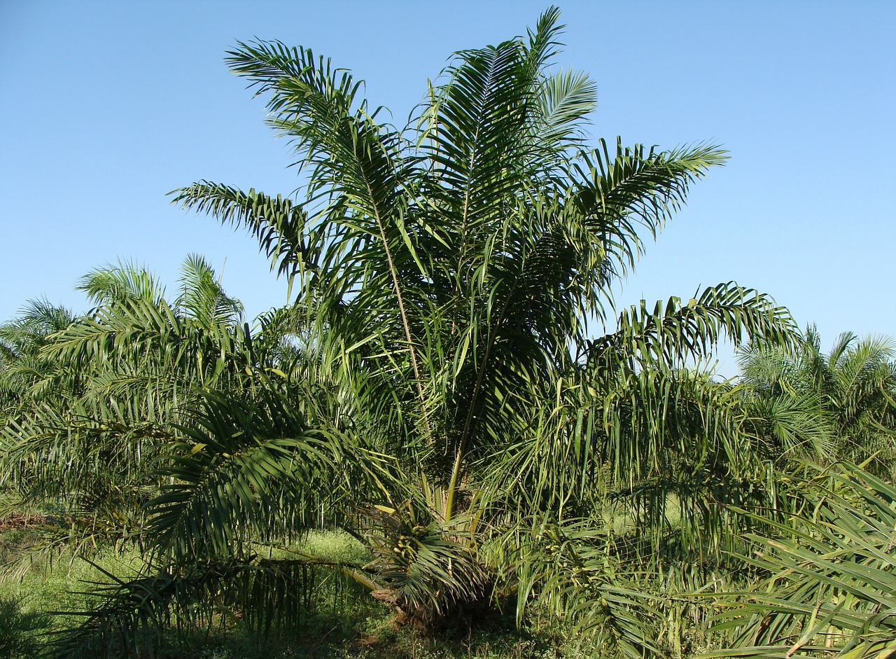 oil palm tree plantation free photo