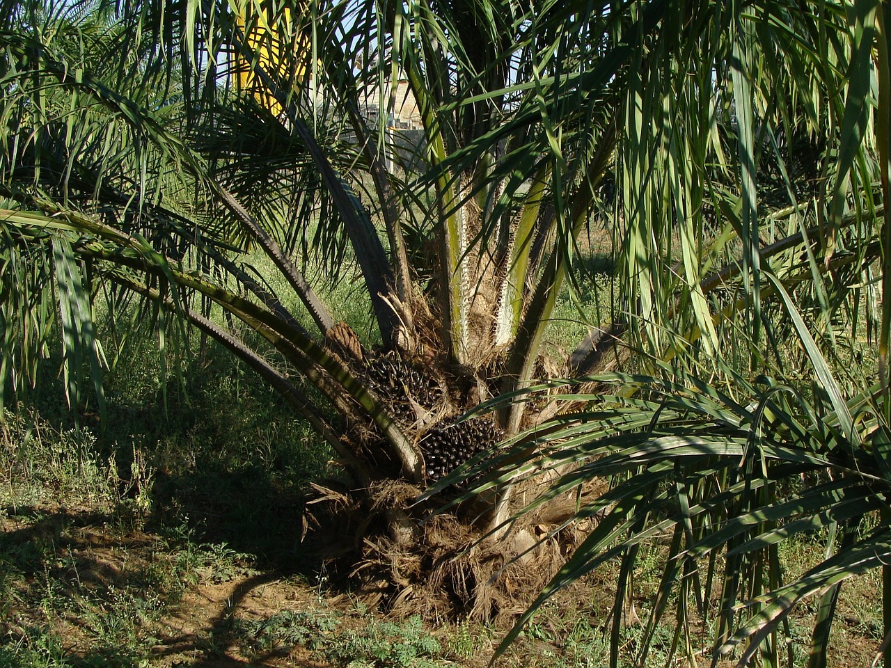 oil palm tree plantation free photo