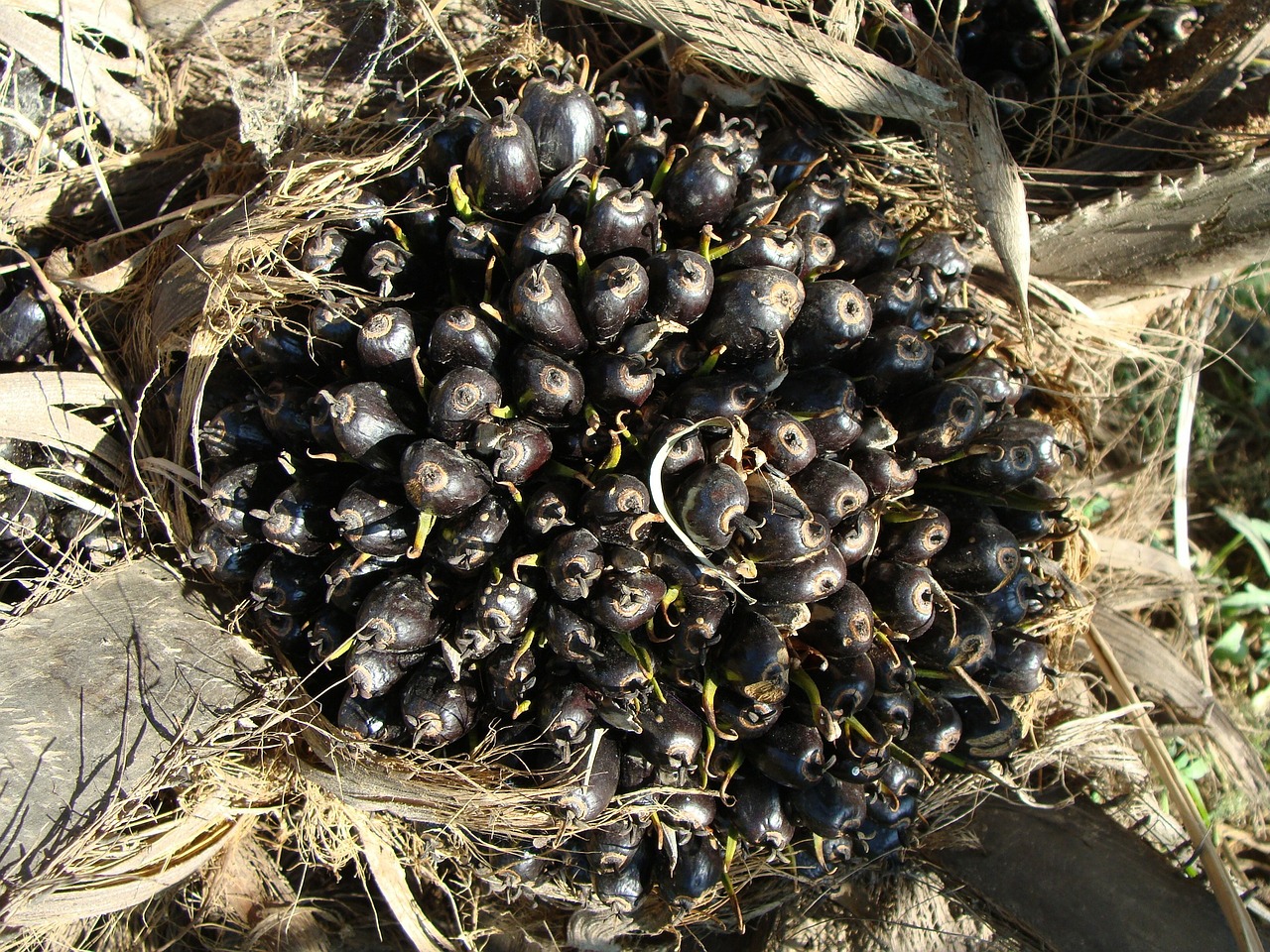 oil palm fruit bunch vegetable oil free photo