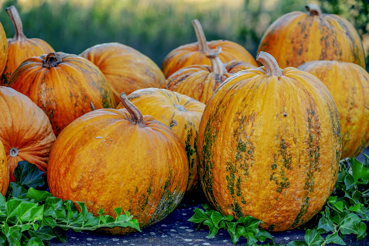 oil pumpkins  pumpkin  fruit free photo