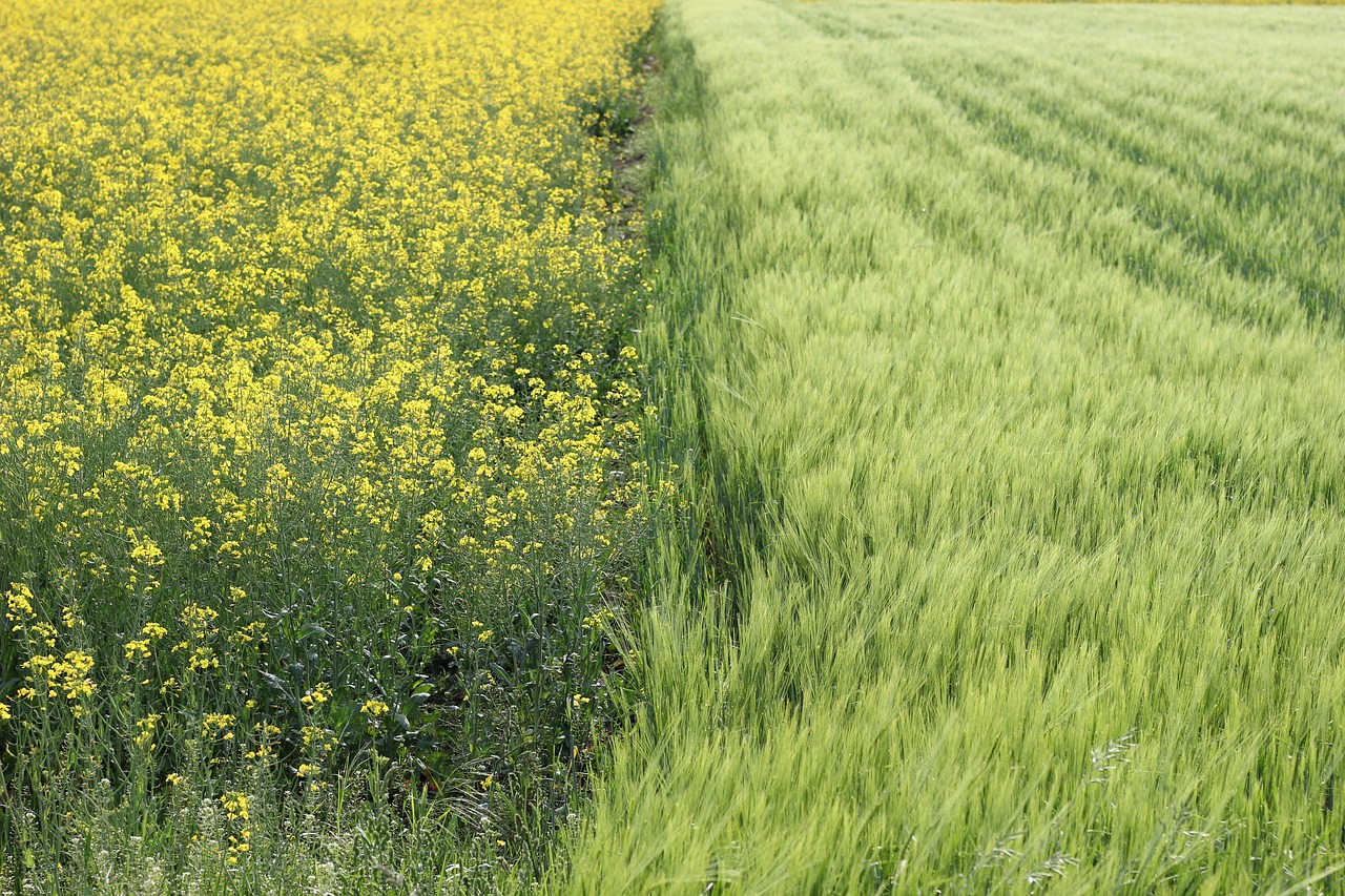 oil seed rape barley agriculture free photo