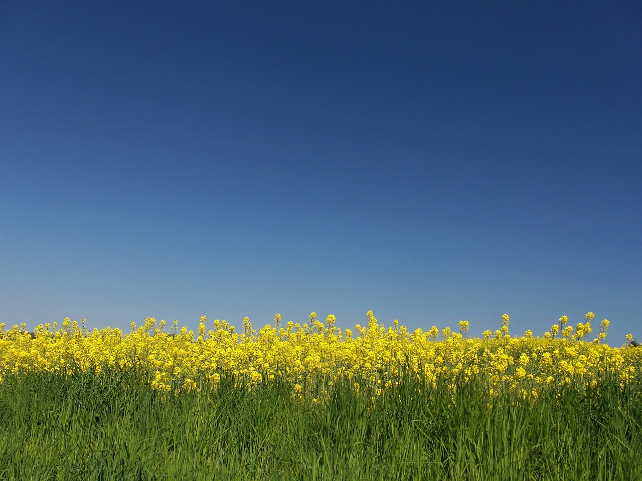 oilseed rape field harvest free photo