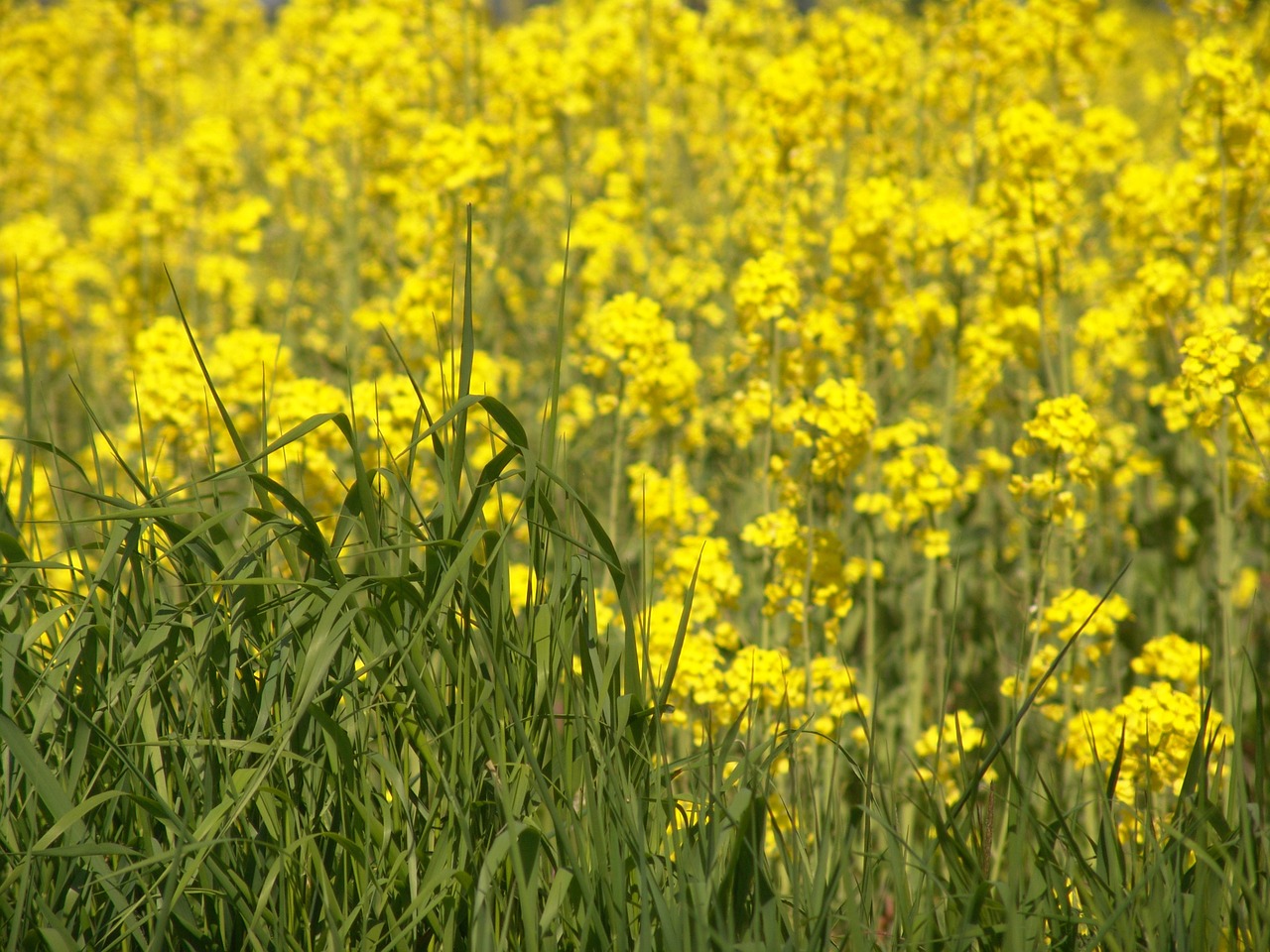 oilseed rape field harvest free photo