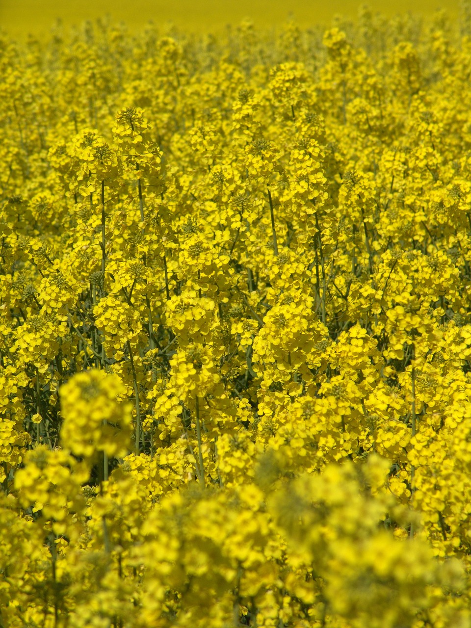 oilseed rape field harvest free photo