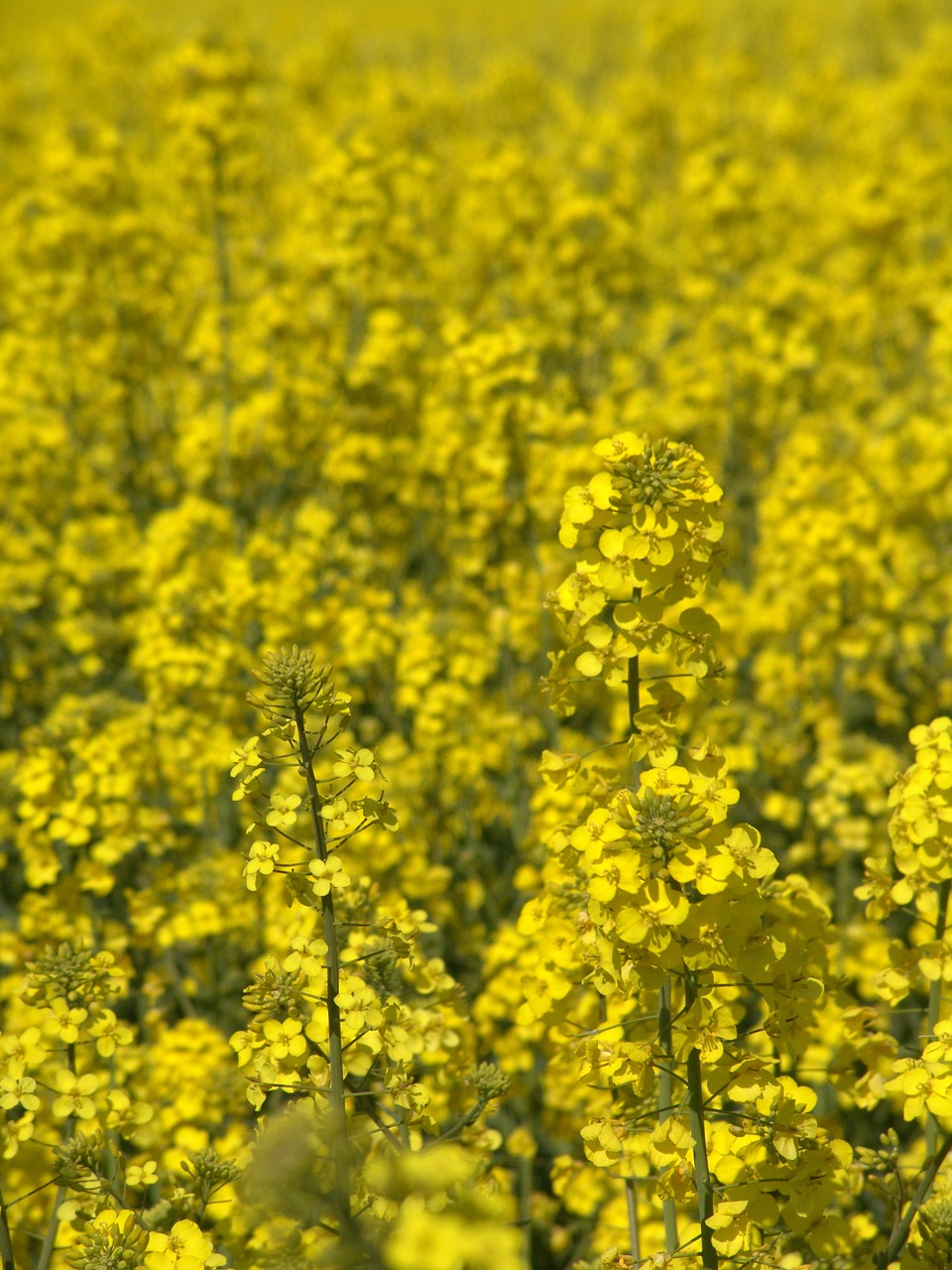 oilseed rape field harvest free photo