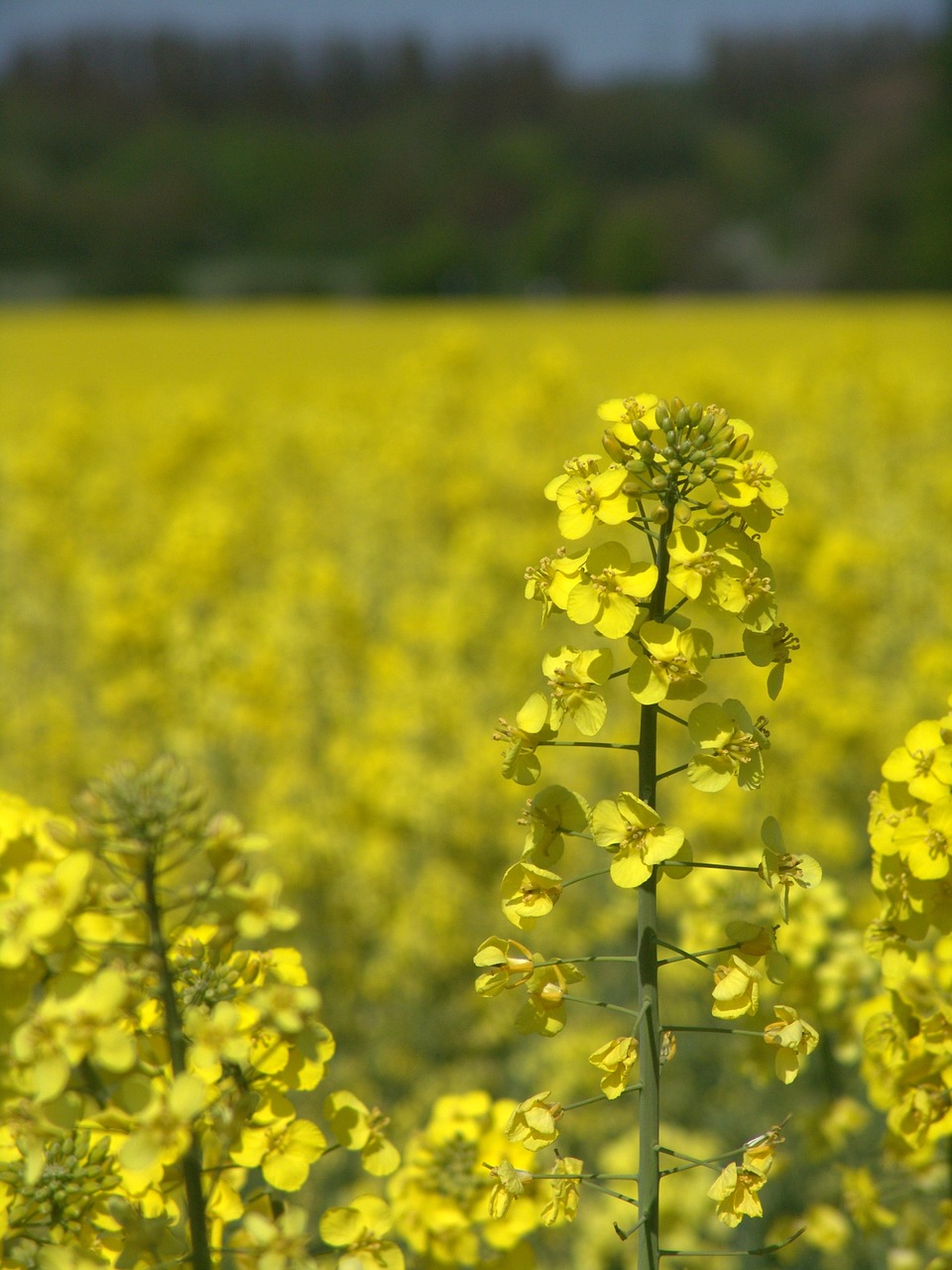 oilseed rape field harvest free photo