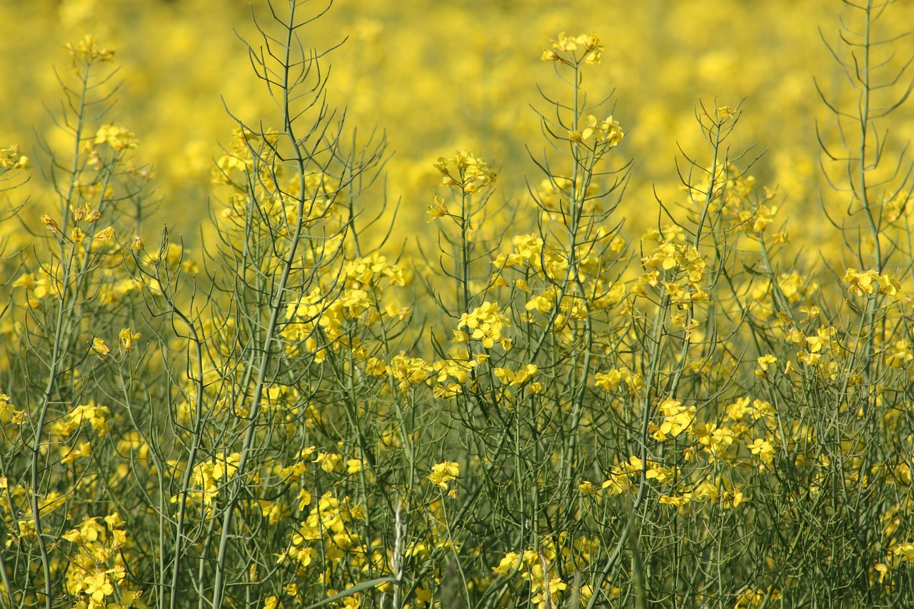 oilseed rape denmark spring free photo