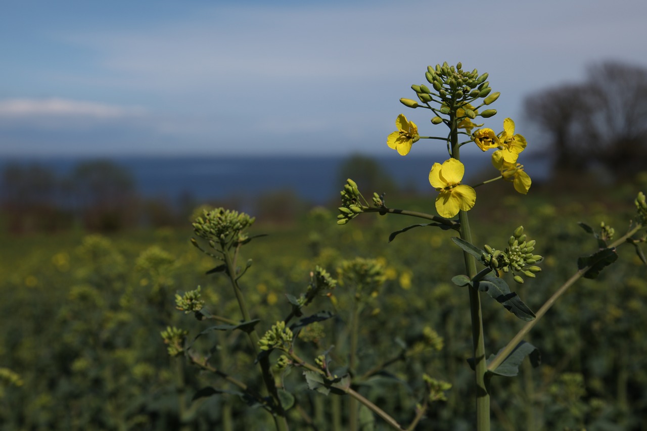 oilseed rape yellow blue free photo