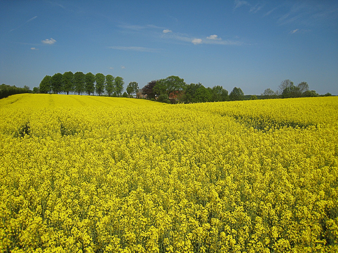 oilseed rape mecklenburg sky free photo