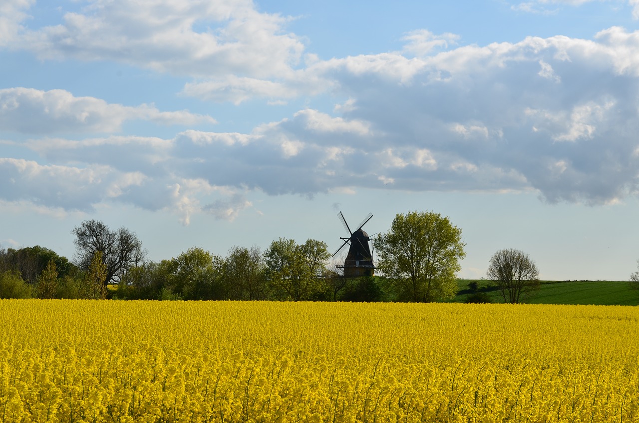 oilseed rape field of rapeseeds windmill free photo