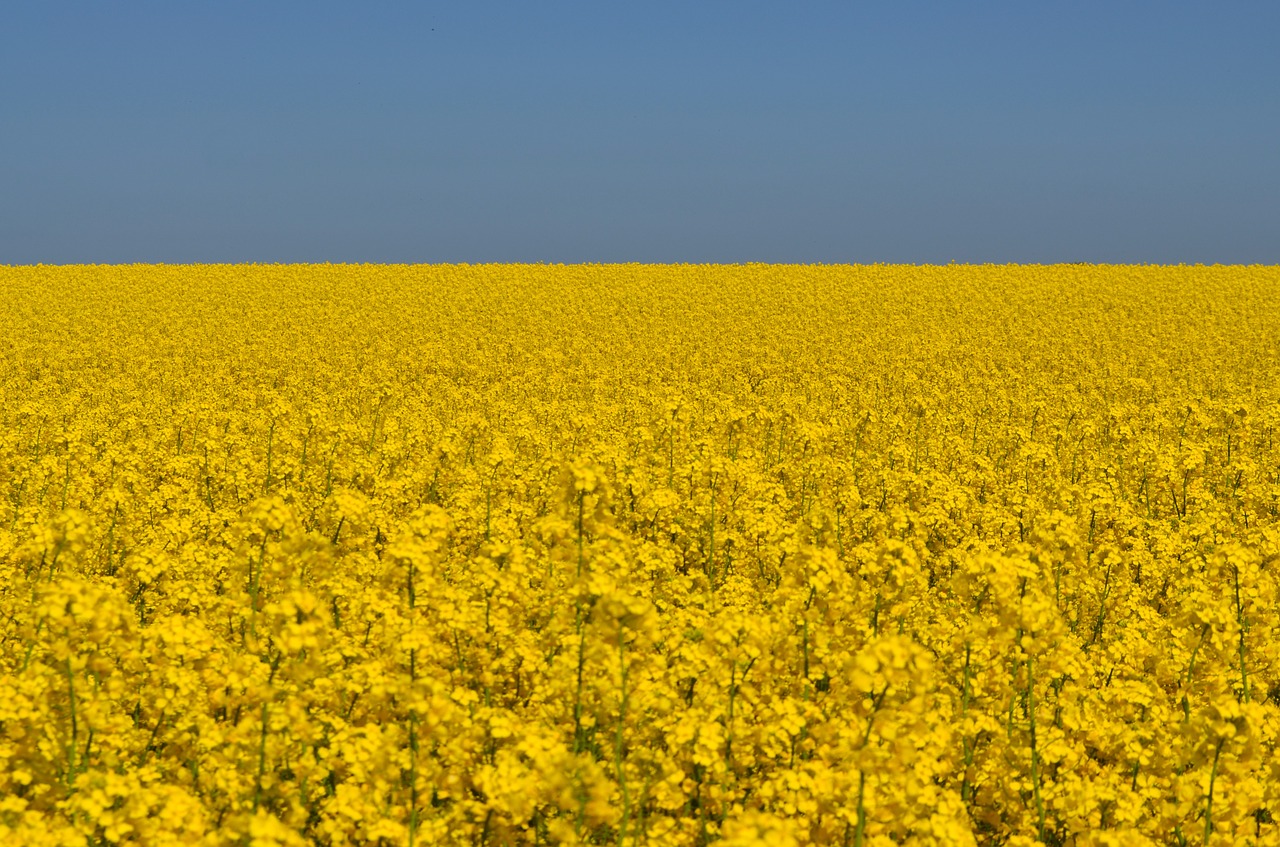 oilseed rape sky field of rapeseeds free photo