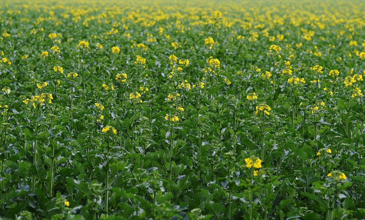 oilseed rape field of rapeseeds yellow free photo
