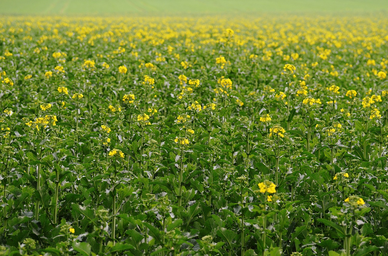 oilseed rape field of rapeseeds yellow free photo