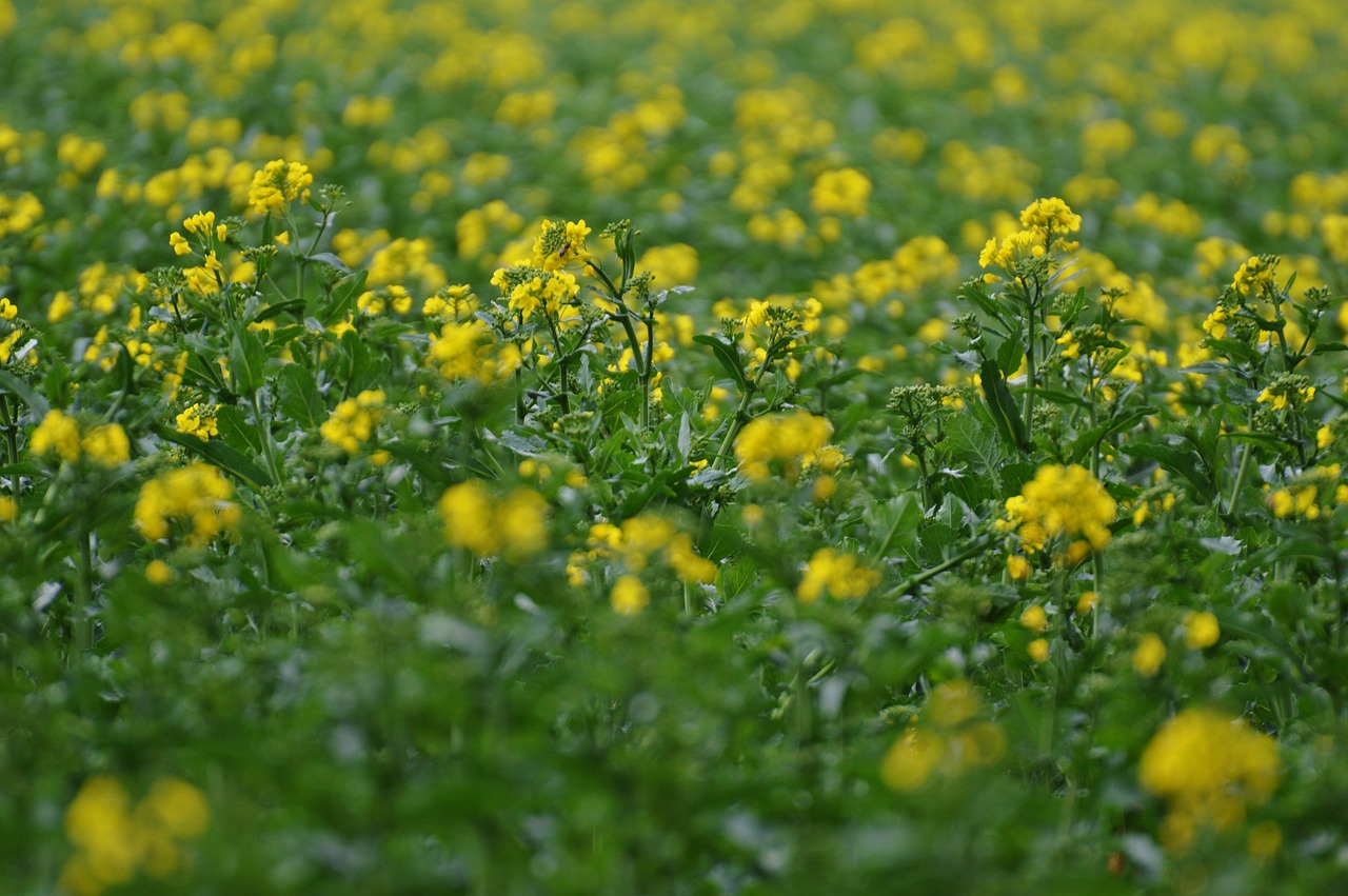 oilseed rape field of rapeseeds yellow free photo