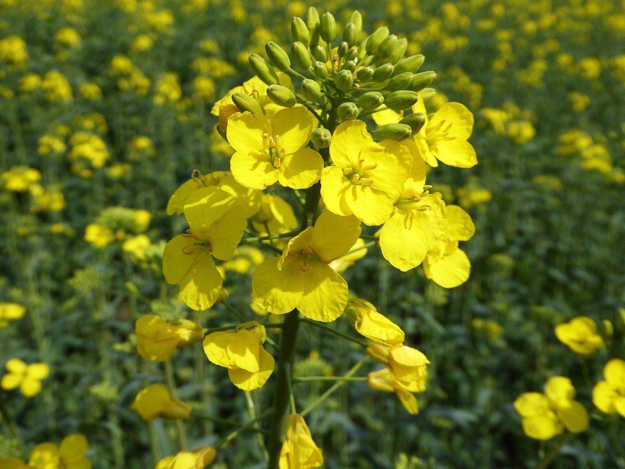 oilseed rape blossom bloom free photo