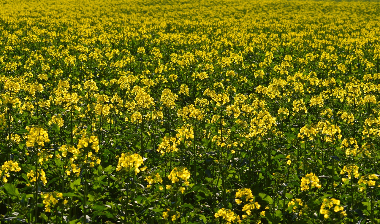 oilseed rape field of rapeseeds yellow free photo