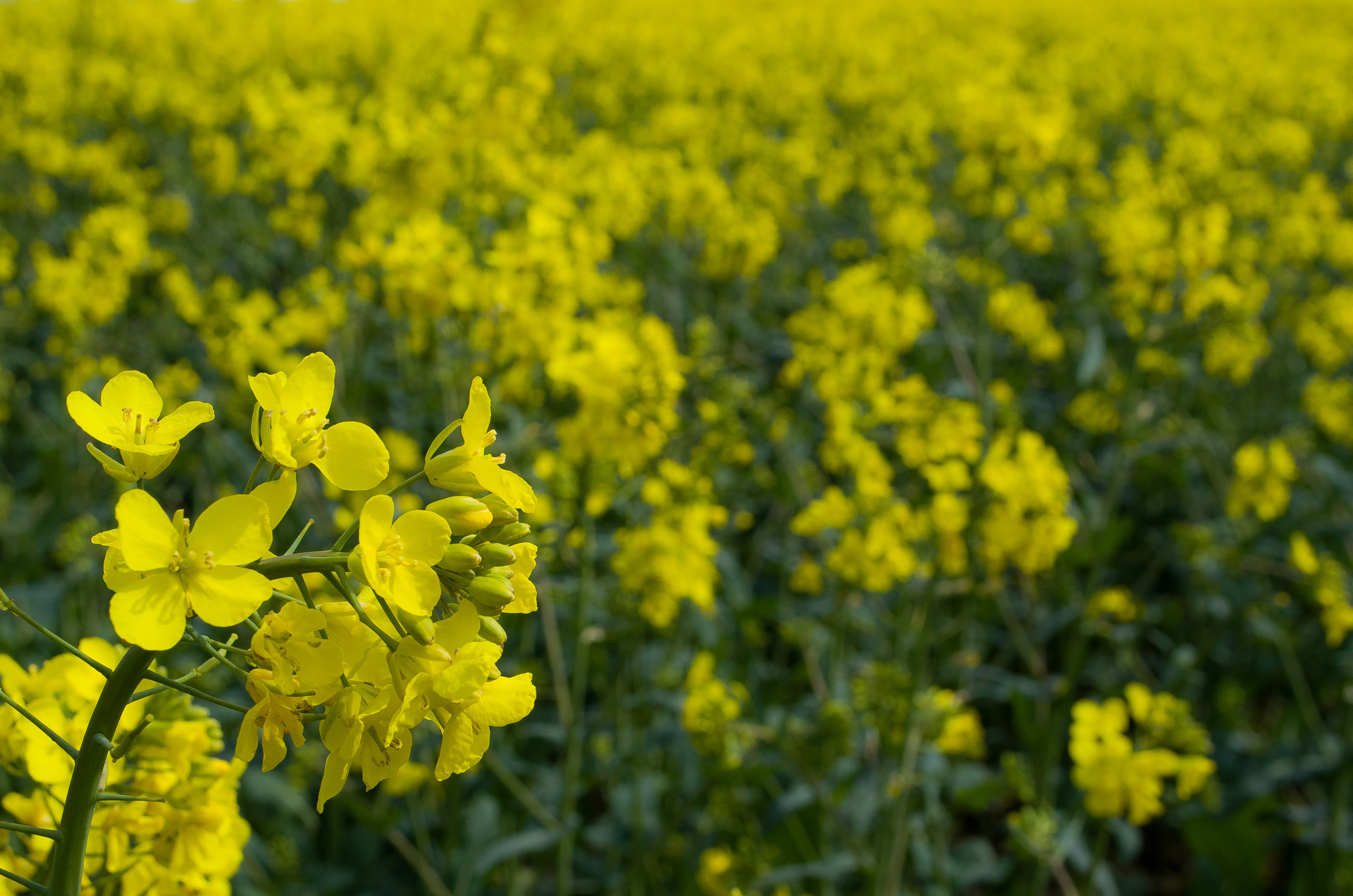 canola field agriculture free photo