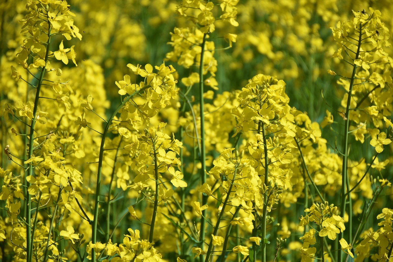 oilseed rape meadow field free photo