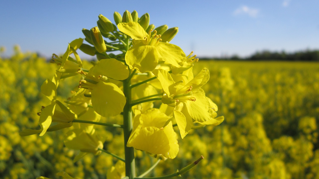 oilseed rape rape blossom field of rapeseeds free photo