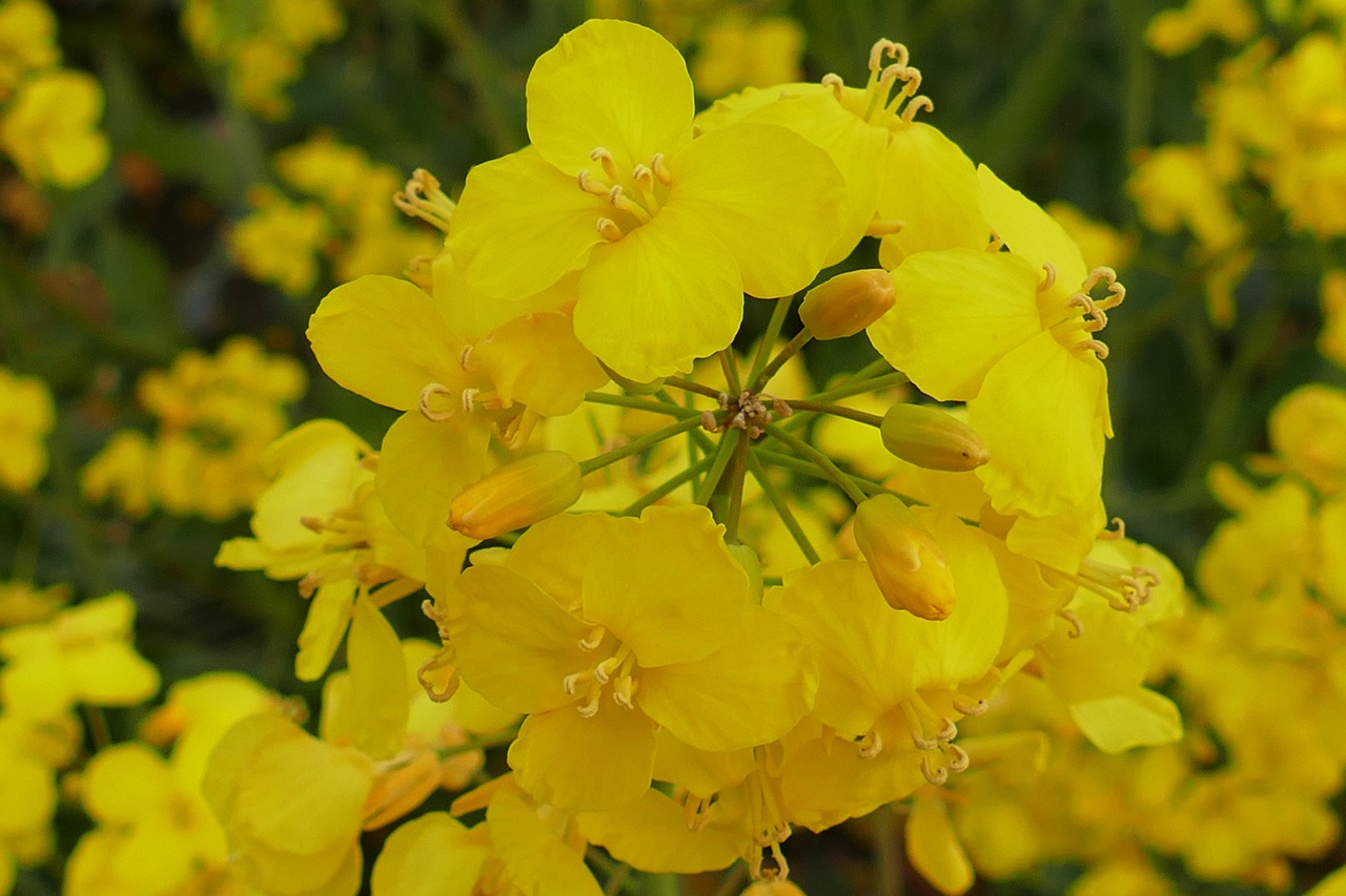 oilseed rape blossom bloom free photo