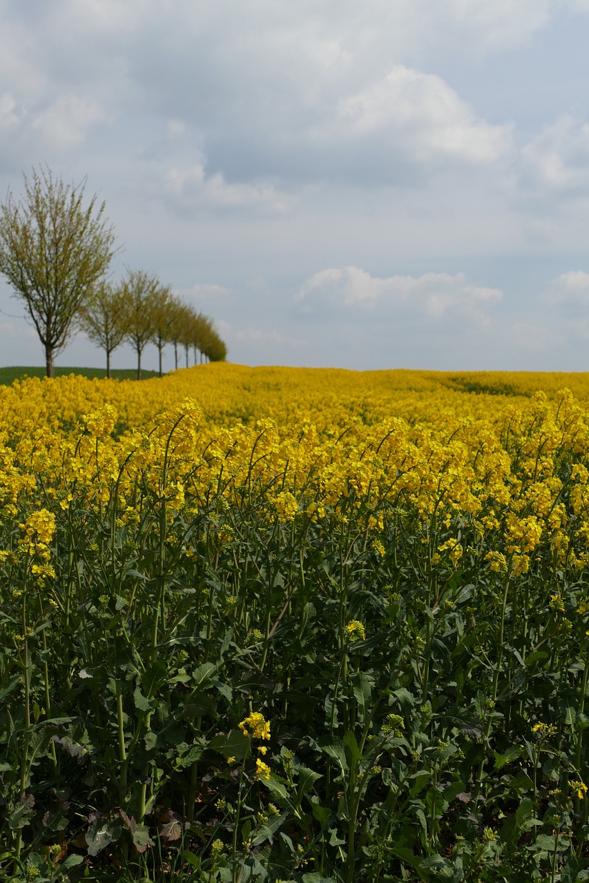 oilseed rape blossom bloom free photo