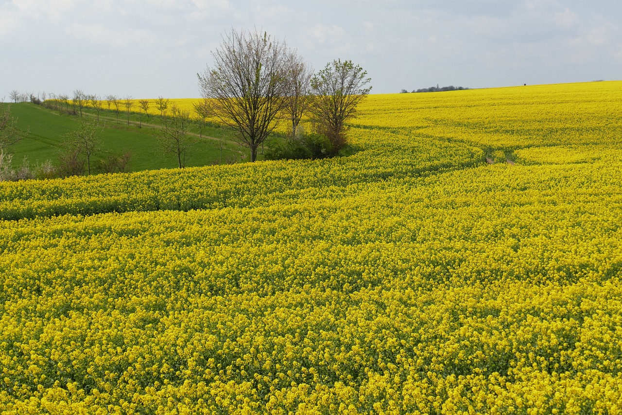 oilseed rape blossom bloom free photo