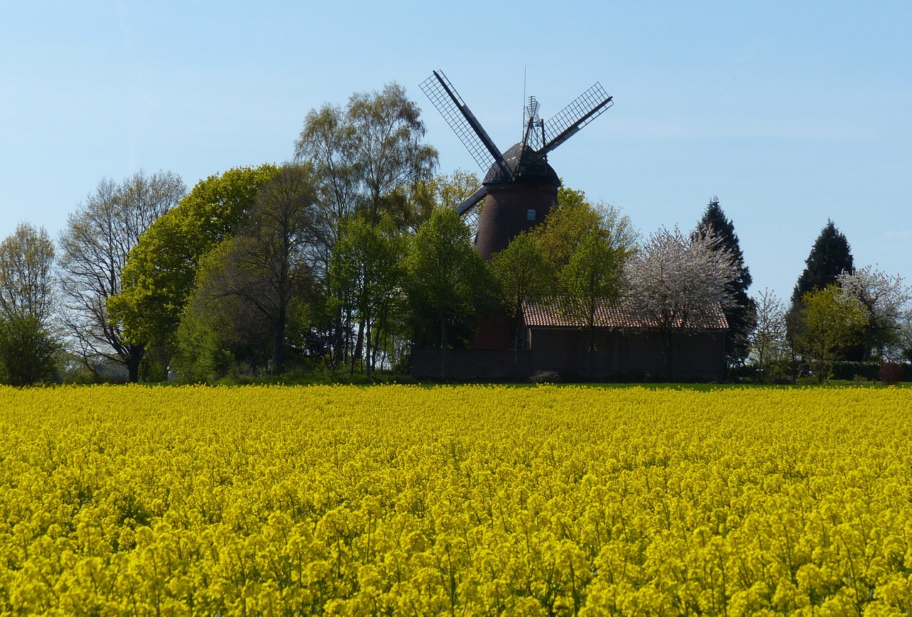 oilseed rape bloom field of rapeseeds free photo