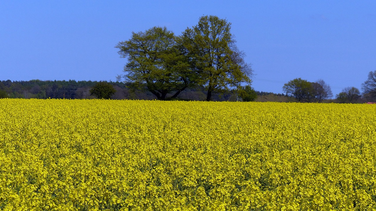 oilseed rape bloom field of rapeseeds free photo