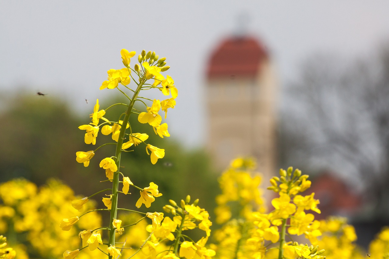 oilseed rape water tower field of rapeseeds free photo