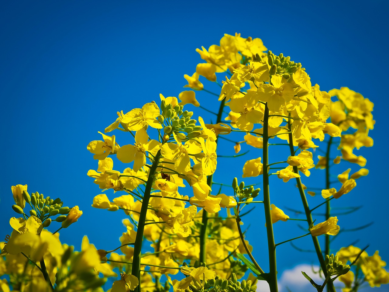 oilseed rape field of rapeseeds yellow free photo